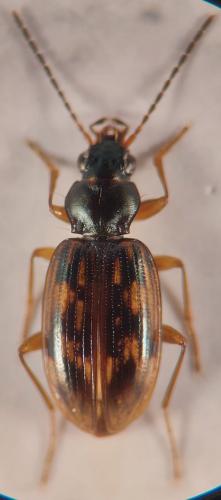 Bembidion fumigatum