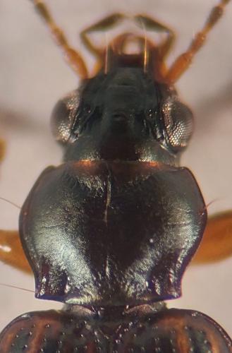 Bembidion fumigatum