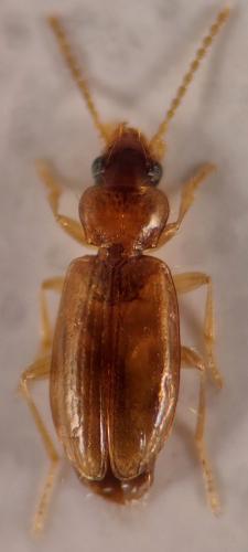 Réf. 341 347 : Tachys micros