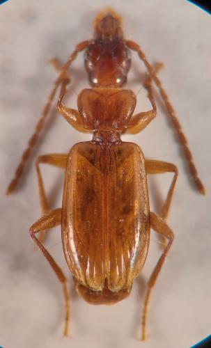 Thalassophilus longicornis