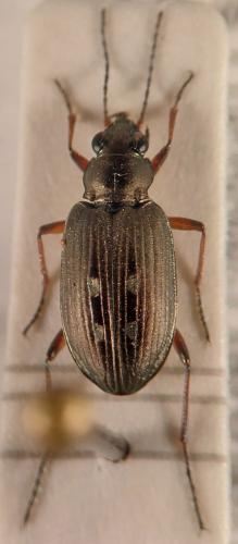 Réf. 341 353 : Bembidion velox