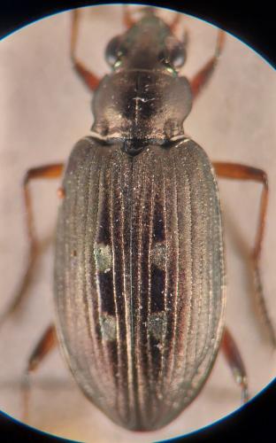 Réf. 341 354 : Bembidion velox