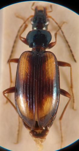 Réf. 341 355 : Bembidion distinguendum