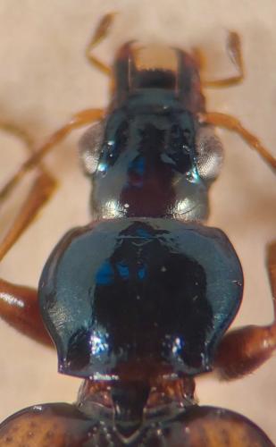 Réf. 341 356 : Bembidion distinguendum