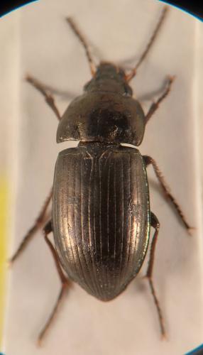 Amara schimperi