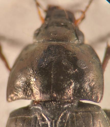 Réf. 341 359 : Amara schimperi