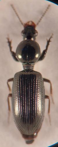 Réf. 341 360 : Dyschirius salinus