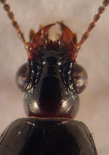 Réf. 341 361 : Dyschirius salinus