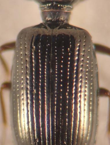 Réf. 341 362 : Dyschirius salinus