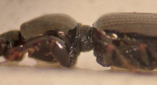 Réf. 341 363 : Dyschirius salinus