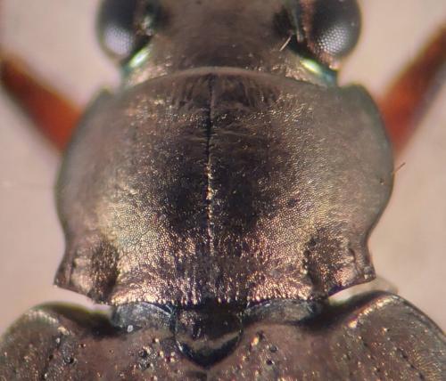 Bembidion velox