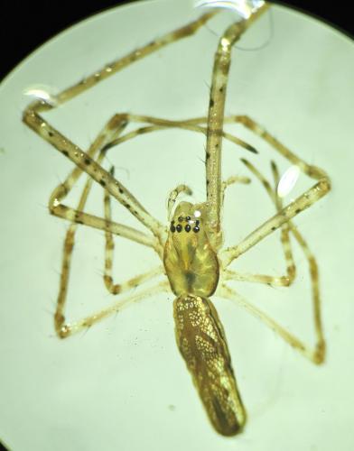 Tetragnatha sp.