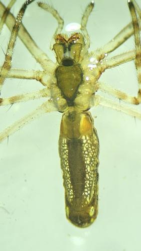 Tetragnatha sp.