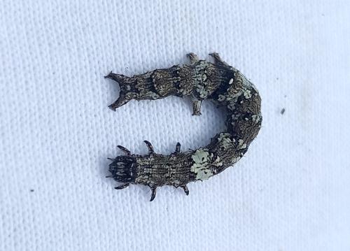 Catocala promissa