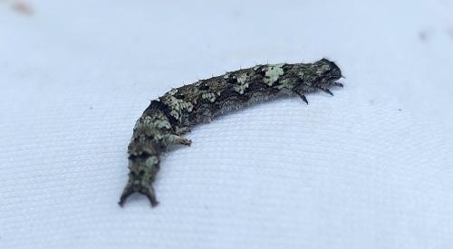 Catocala promissa