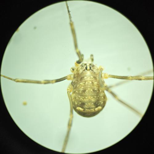 Nelima sp.