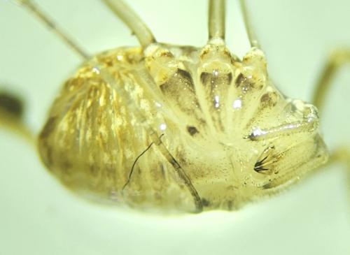 Nelima sp.