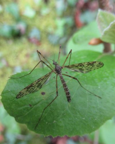 Réf. 341 946 : Epiphragma ocellare