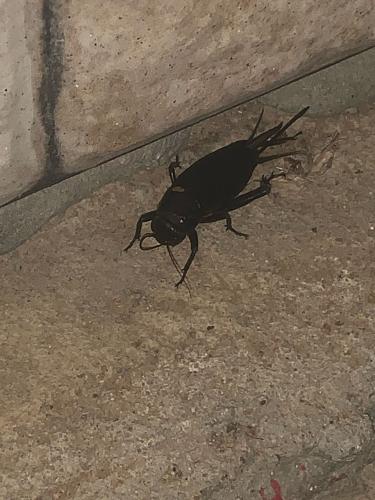 Gryllus bimaculatus