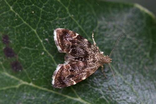 Anthophila fabriciana