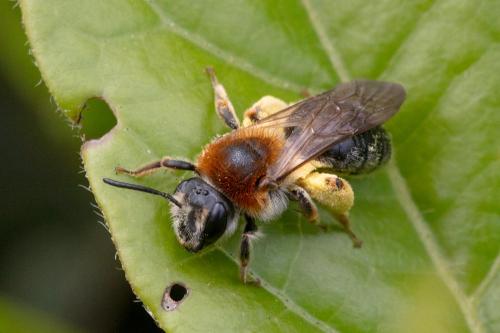 Andrena haemorrhoa