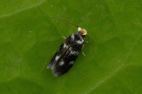 Etainia sp.
