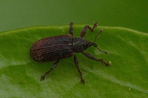Réf. 341 839 : Bradybatus kellneri