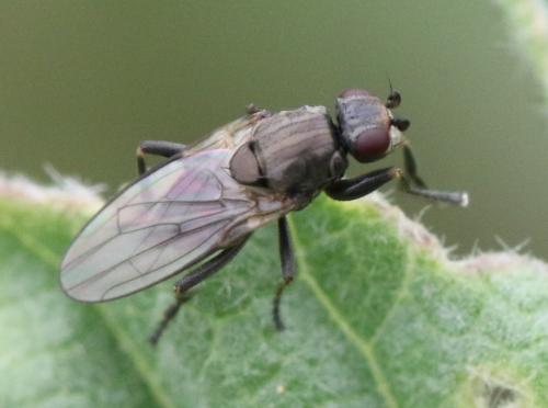 Réf. 341 870 : Copromyzinae inconnu