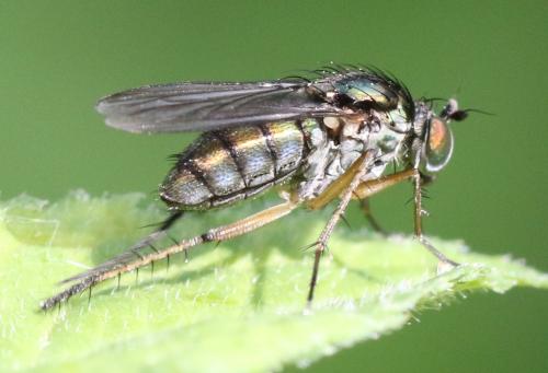 Réf. 341 709 : Dolichopus sp.