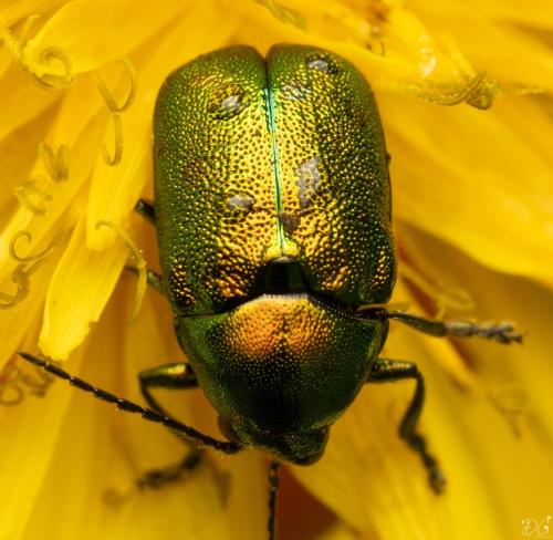 Cryptocephalus sp.