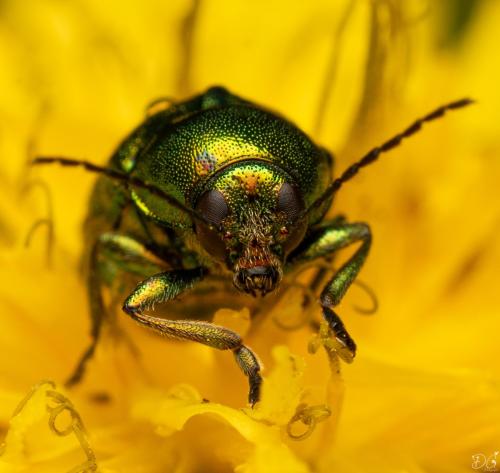 Cryptocephalus sp.
