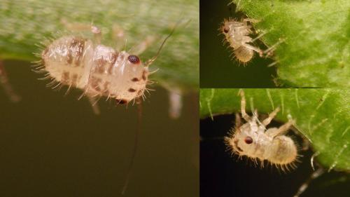 Agallia consobrina
