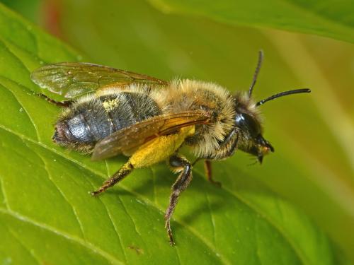 Andrena sp.
