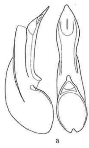 Astenus serpentinus