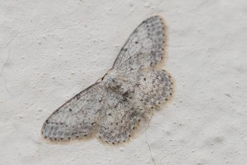 Réf. 341 907 : Idaea seriata