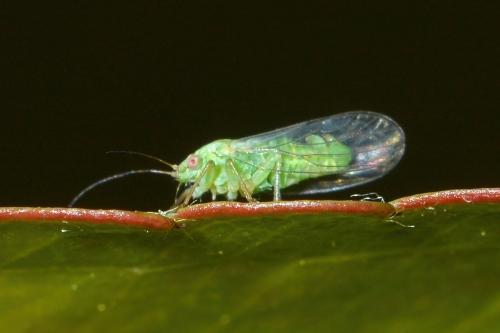 Cacopsylla mali
