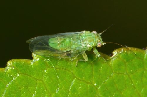 Cacopsylla mali