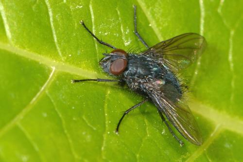 Bellardia bayeri