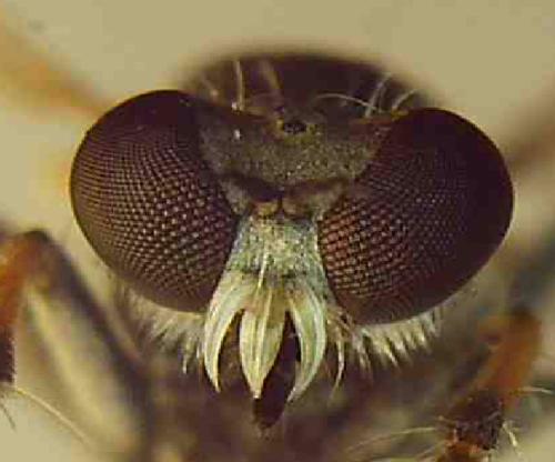 Réf. 341 742 : Stichopogon elegantulus