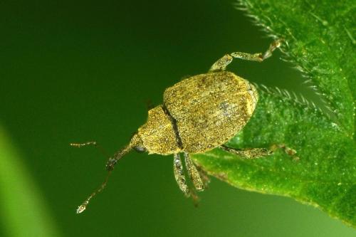 Réf. 341 826 : Parethelcus pollinarius