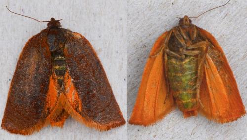 Réf. 341 682 : Cacoecimorpha pronubana