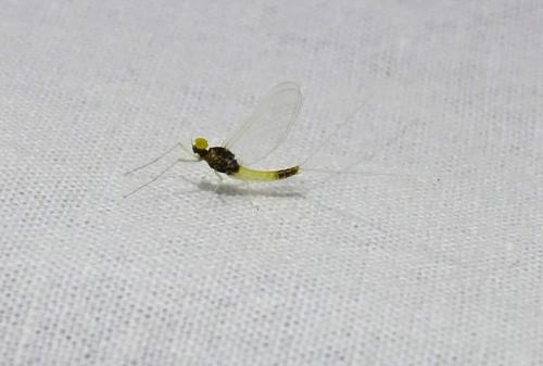 Baetis fuscatus