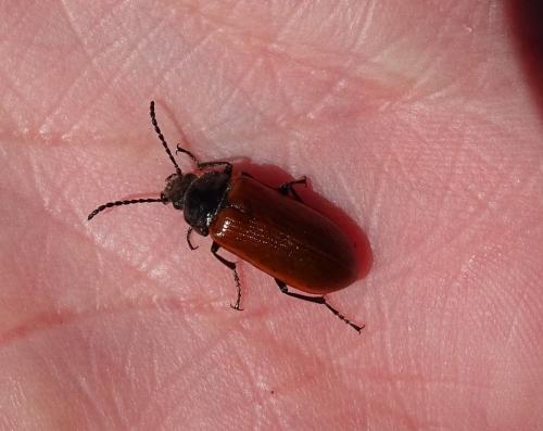 Réf. 341 291 : Omophlus sp.