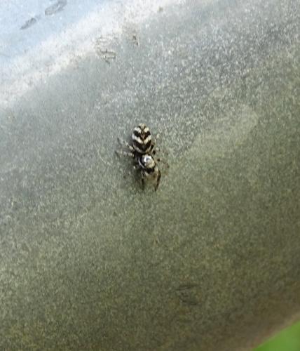 Salticus scenicus