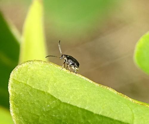 Bruchinae