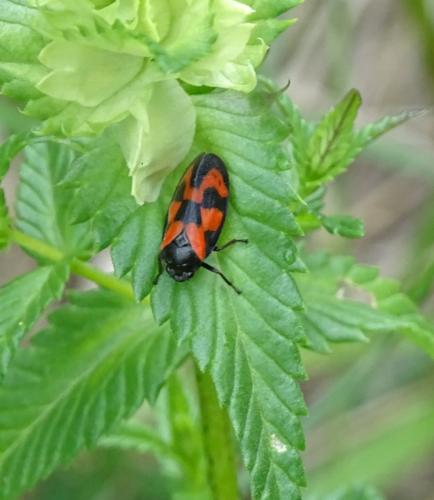 Cercopis vulnerata