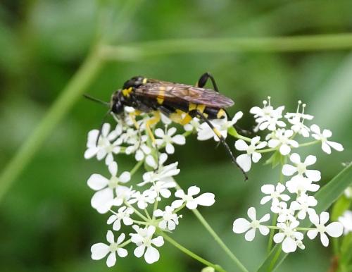 Réf. 341 806 : Macrophya montana