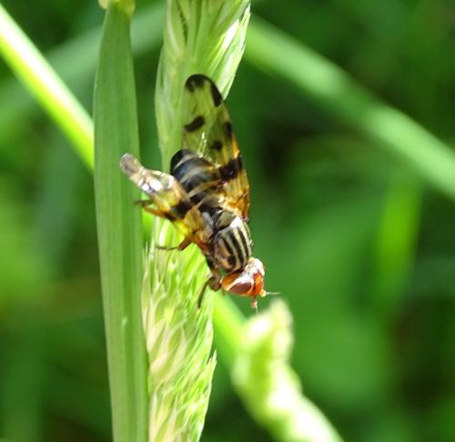 Otites porcus