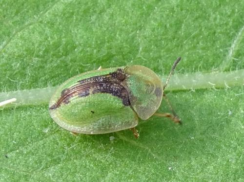 Réf. 341 803 : Cassida vibex
