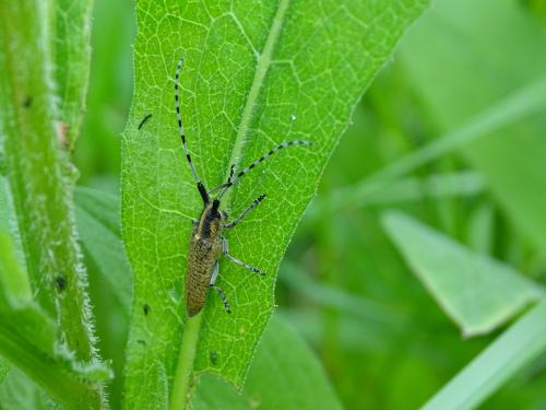 Réf. 341 804 : Agapanthia villosoviridescens